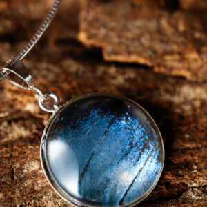 Morpho bleu