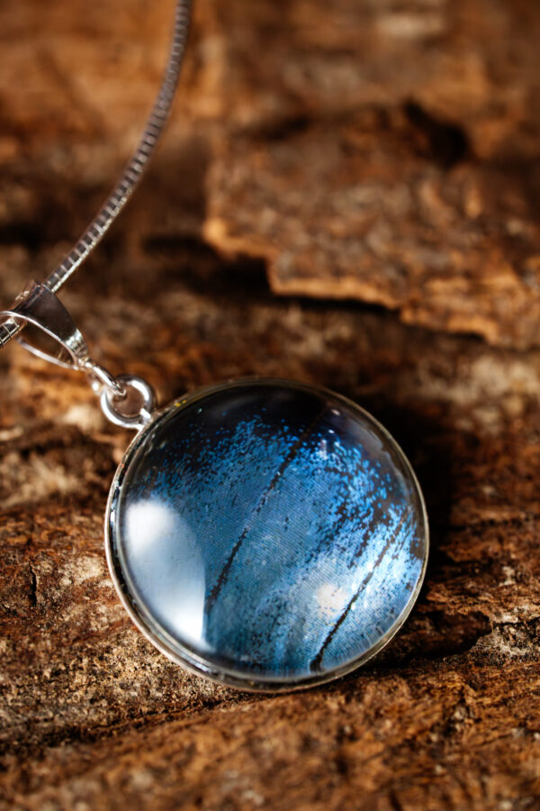 Morpho bleu