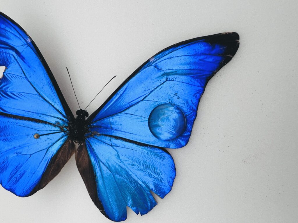 Bijou Morpho_bleu Nym Morrhe 26 001 3