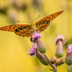 Close-up of silver-washed fritillary on a thistle, capturing nature's vibrant colors.