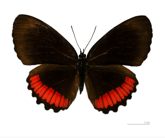Specimen Biblis Hyperia