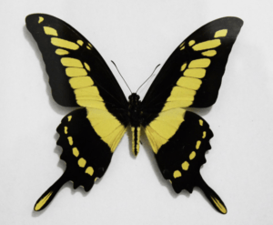 Specimen Heraclides Thoas