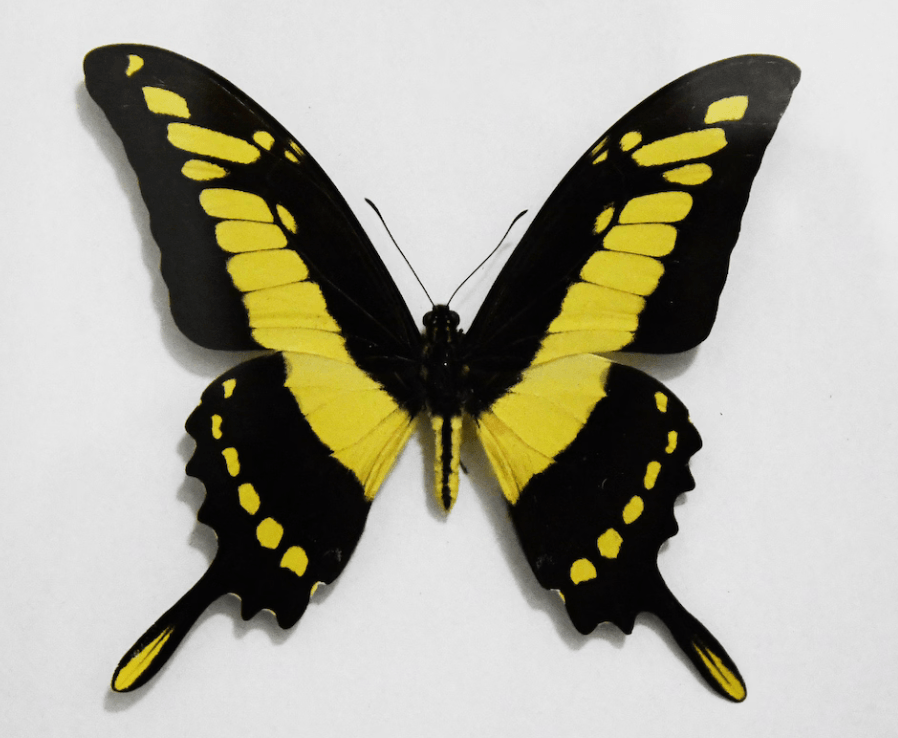 Specimen Heraclides Thoas