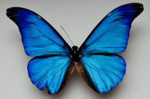 Specimen Morpho Rhetenor