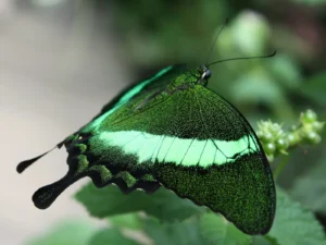 Specimen Papilio Palinurus