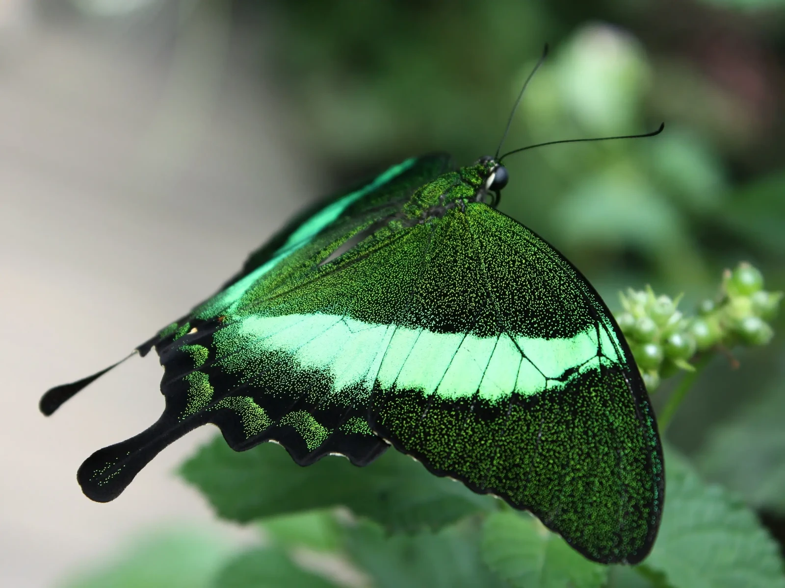 Specimen Papilio Palinurus