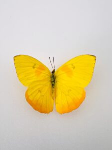 Specimen Phoebis Philea