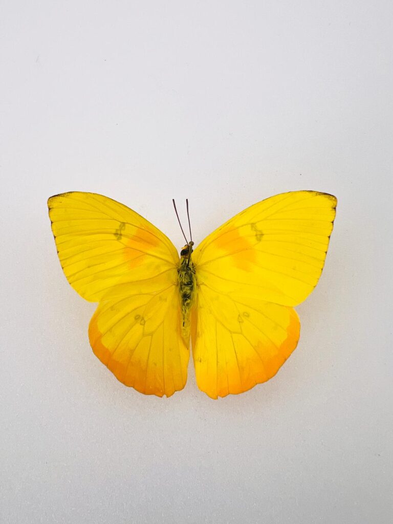 Specimen Phoebis Philea