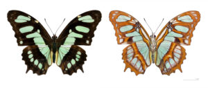 Specimen Siproeta Stelenes
