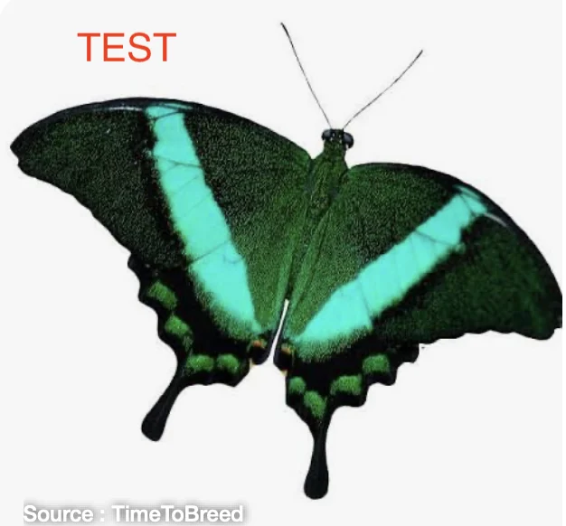 Face dorsale — Machaon émeraude
