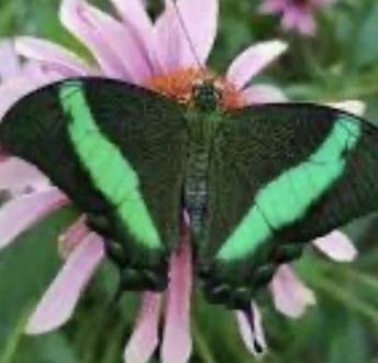Face dorsale, femelle — Machaon émeraude