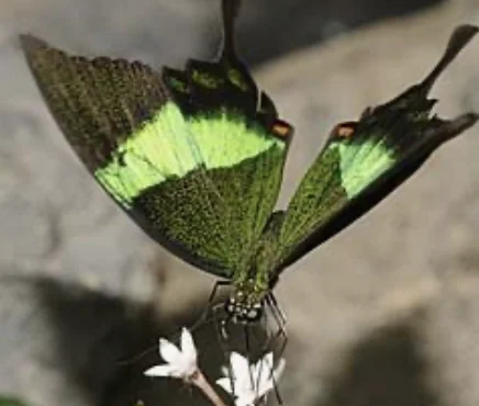 Face ventrale, femelle — Machaon émeraude